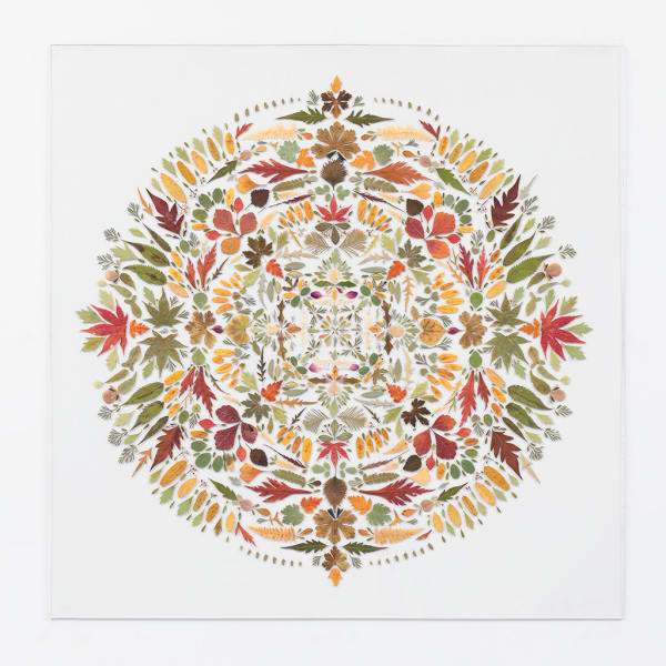 Hillary Waters Fayle leaf arranged on white background