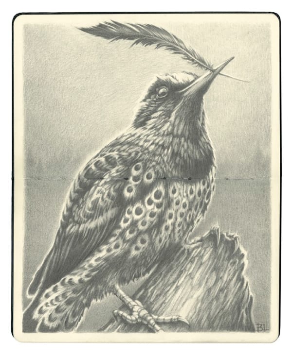Drawing of a bird with a feather in its mouth.