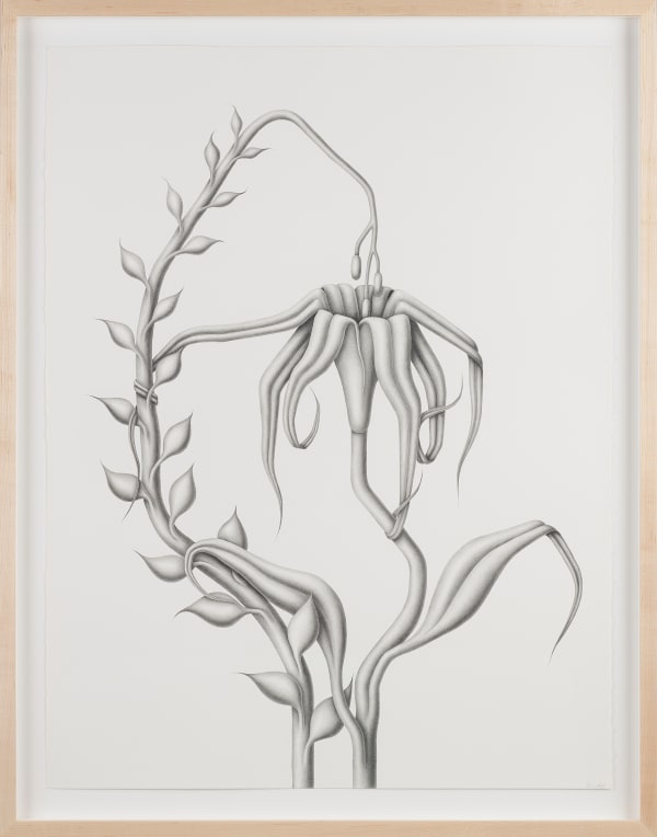 Devra Fox - graphite drawing of spindly flowers