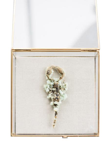 Tyler Thrasher, Pyracmonite Scorpion, 2017