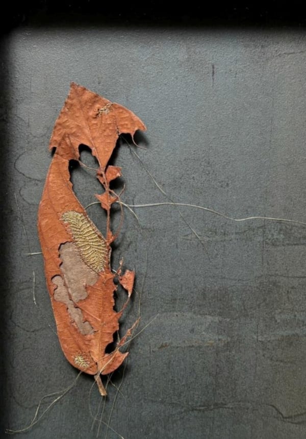 What do I see when I see a fallen leaf ?