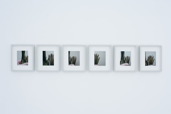 Western Kingbird Juvenal Wing 1-6