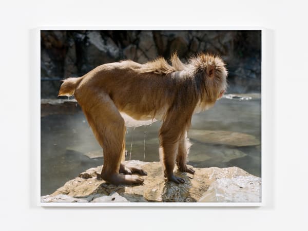 Torbjørn Rødland, Aquatic Ape, 2010-2024