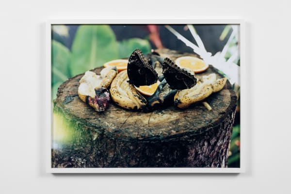 Torbjørn Rødland, Butterflies, 2007