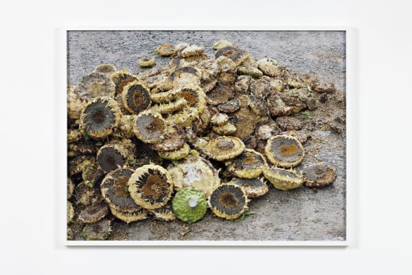 Torbjørn Rødland, Sunflowers, 2008-2014