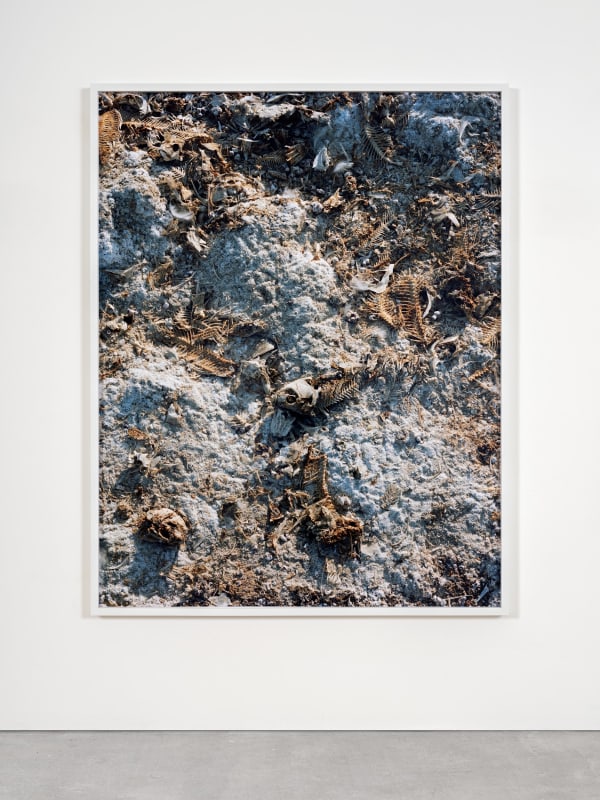Torbjørn Rødland, Salty Earth, 2016-2018