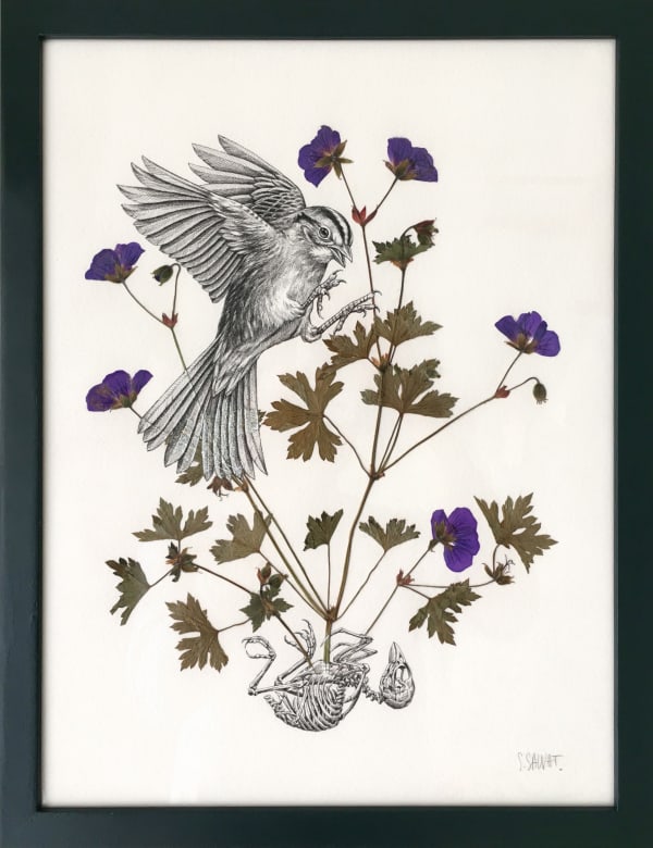 Steeven Salvat, Géranium des bois et Bruant à gorge blanche, 2024