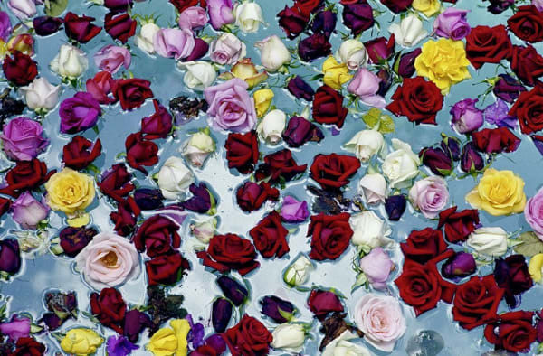 David Bailey, Flowers in Water, 2003