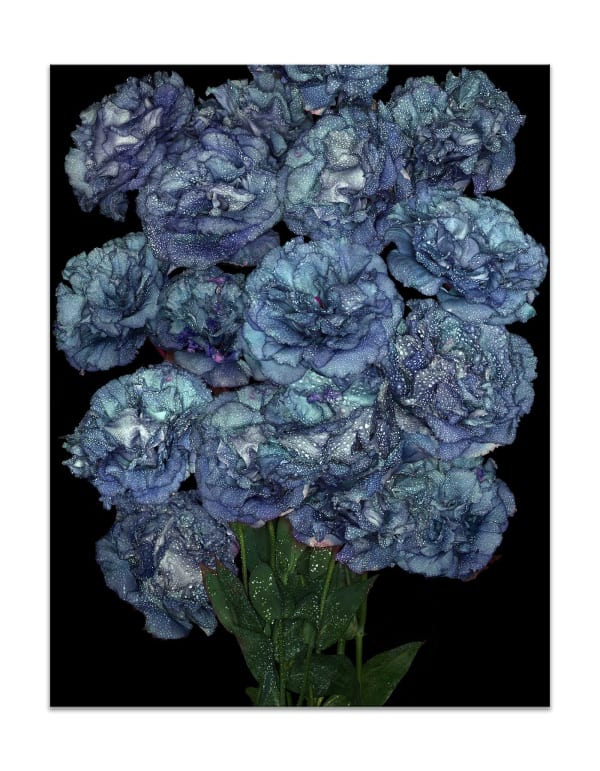 Albert Delamour, Still Alive Blue