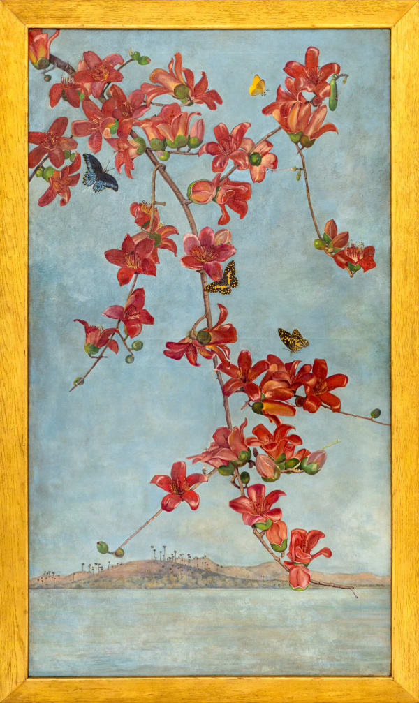 Winifred Strangman (1874 - 1955), Semal (Bombax ceiba), c. 1930s