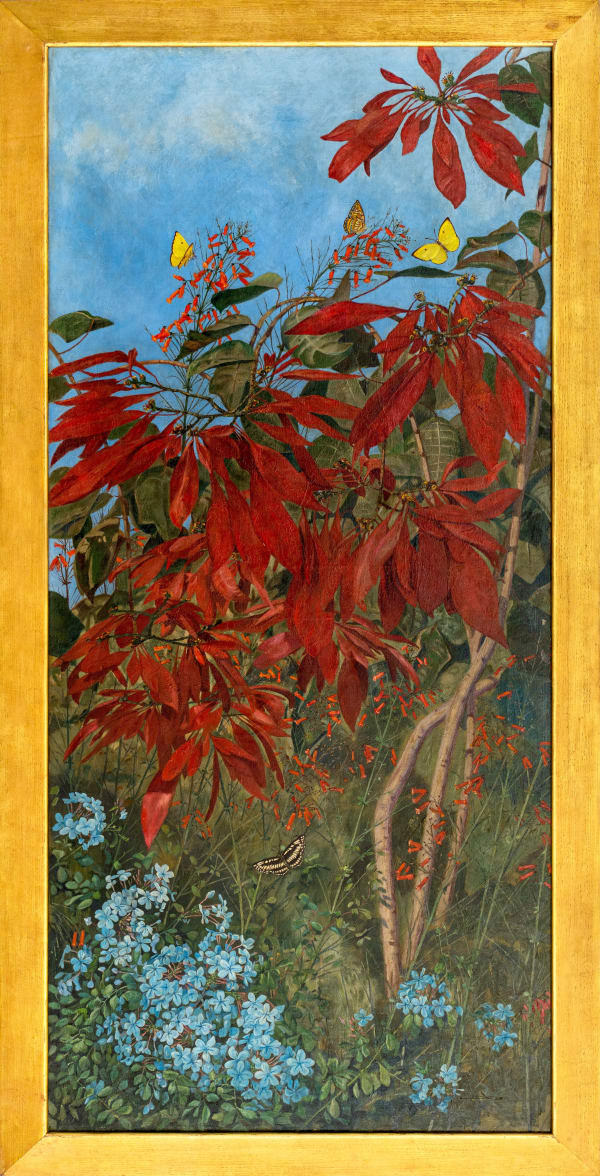 Winifred Strangman (1874 - 1955), Poinsettia (Euphorbia pulcherrima), c. 1930s