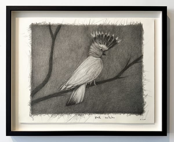 Richard Lewer, Pink Cockatoo, 2024