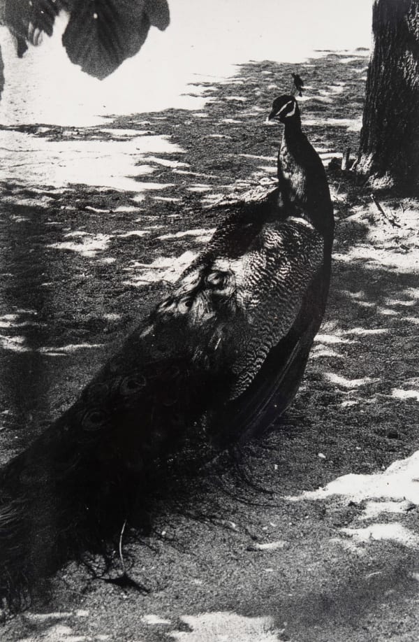 Peter Peryer, Peacock, 1980