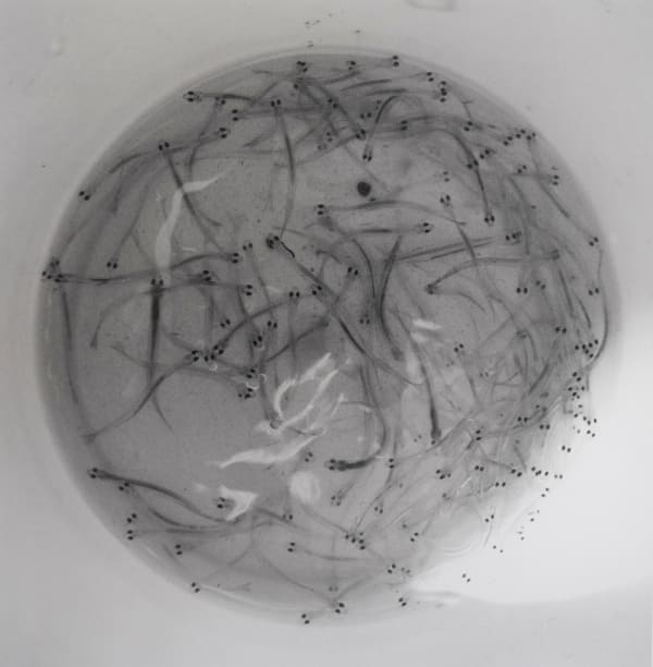 Peter Peryer, Whitebait, 2007