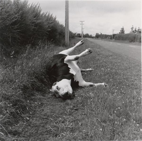 Peter Peryer, Dead Steer, 1987