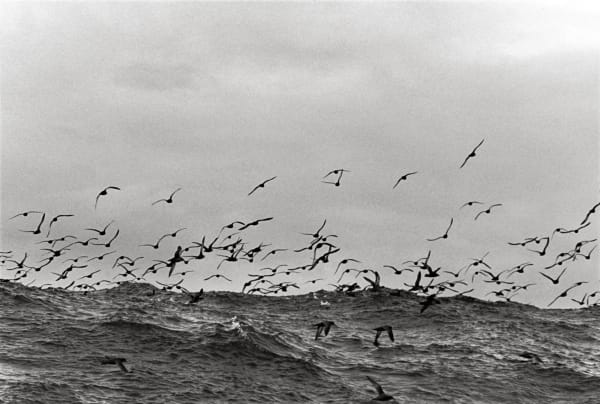 Bruce Connew, Muttonbirds - part of a story #25, 2002