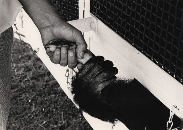 Robin Morrison, Human and primate hand holding a banana, 1970