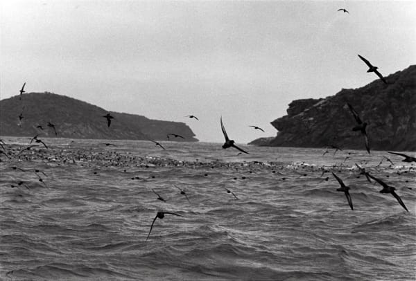 Bruce Connew, Muttonbirds - part of a story #3, 2002