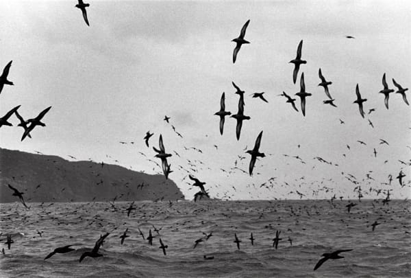Bruce Connew, Muttonbirds - part of a story #5, 2002