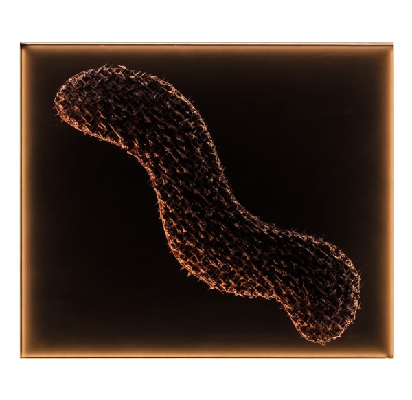 Susana Anaya, Purple Vortex, 2023