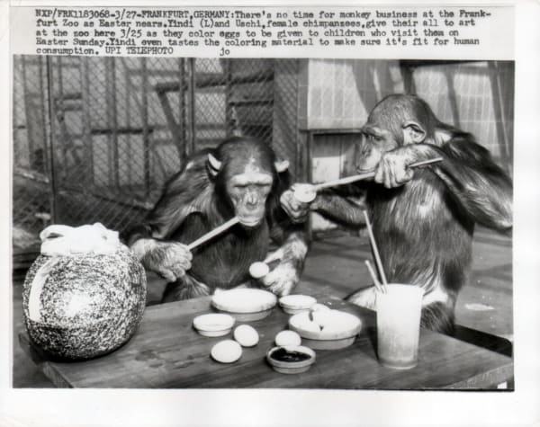 Black and white photograph of chimpanzees painting Easter eggs with explanatory text above