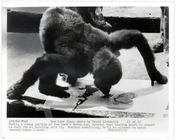 Black and white photograph a gorilla tasting paint with explanatory text beneath