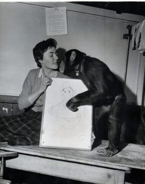 Black and white photograph of a chimpanzee nuzzling a woman in gratitude for a drawing