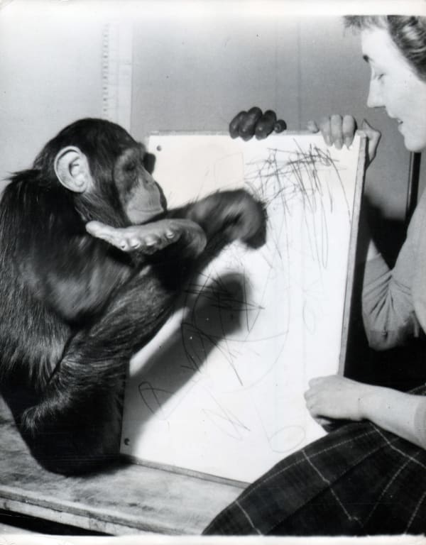 Black and white photograph of chimpanzee drawing while a woman stabilizes the canvas