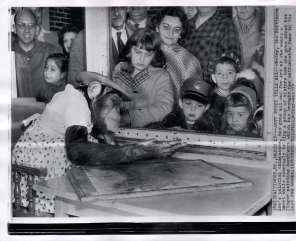 Black and white photograph of a chimpanzee drawing while a crowd of people watch