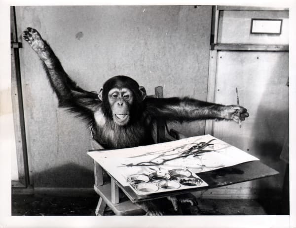 A black and white photograph of a chimp painting