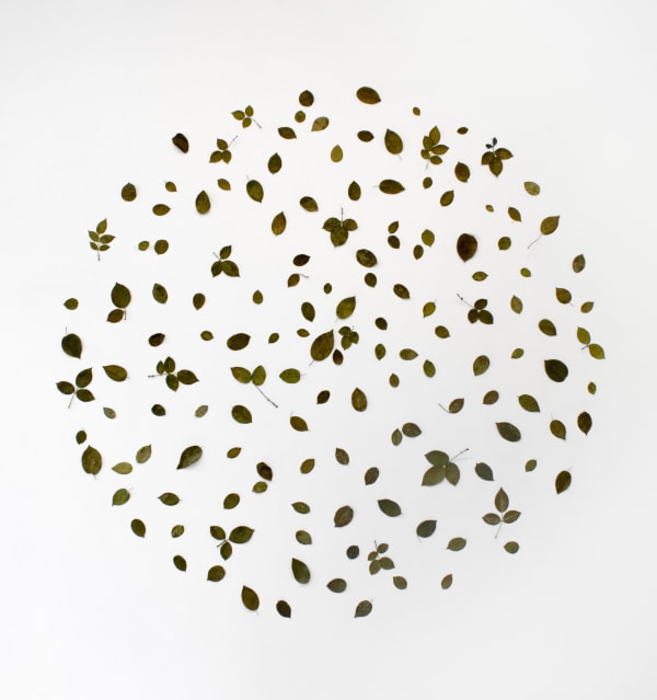 Rose Leaf Composition, 2025