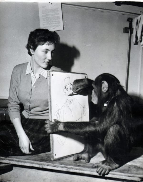 Black and white photograph of a chimpanzee and woman drawing
