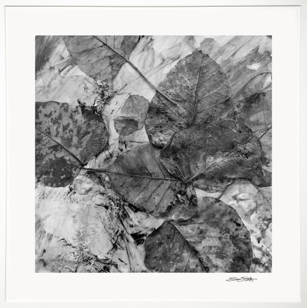 Changing Seasons 1 (B&W 2)