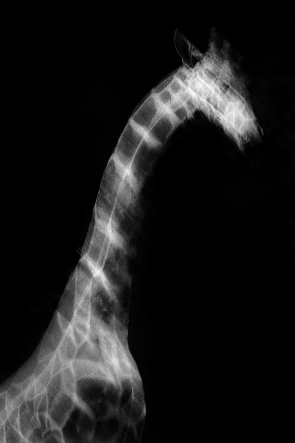 Lucas Bullens, Silverback, 2020