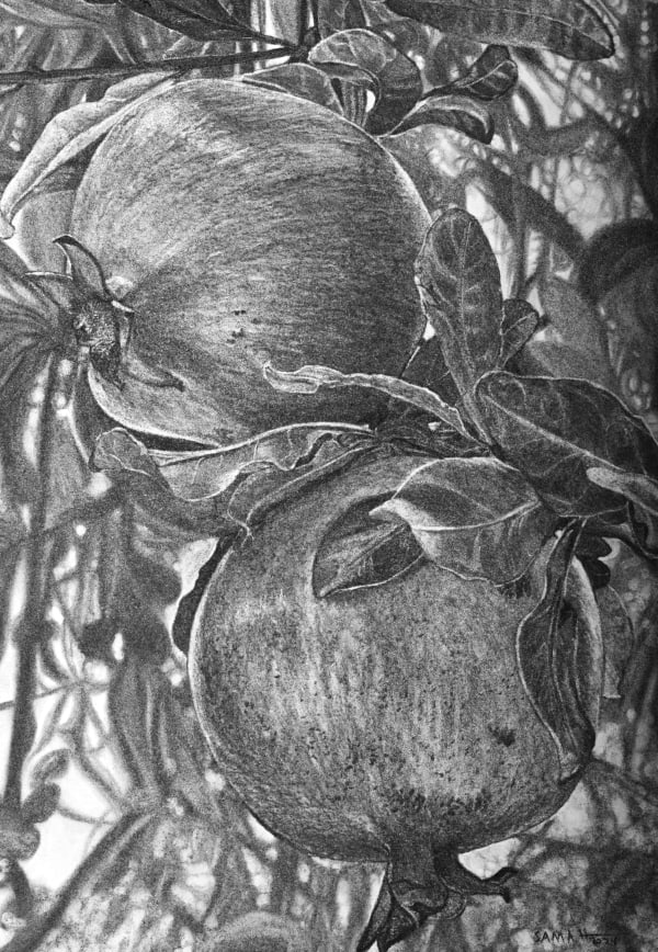 Samah Shihadi, Pomegranate, 2024