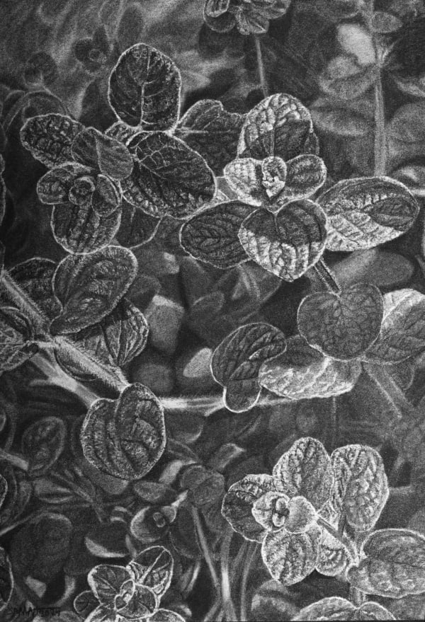 Samah Shihadi, Thyme, 2024