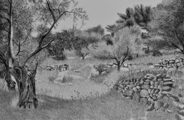 Samah Shihadi, Landscape, Olive Trees, 2018