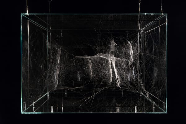 Hybrid solitary semi-social 54 Tauri built by: a duet of Linyphia triangularis - three weeks, a nonet of Cyrtophora citricola - three weeks, rotated 180°, 2017