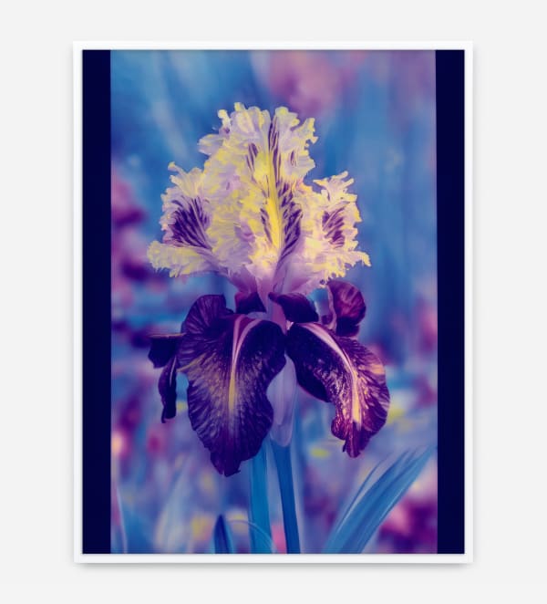 Image of Mons Steichen Version XIII.