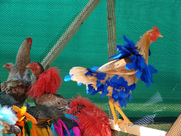 Gala Chickens, 2004-2015