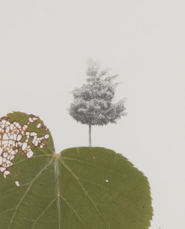 Linden Tree [detail], 2013