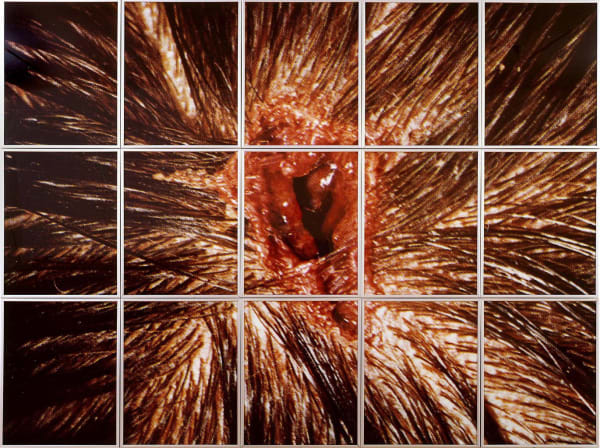 Bullet Hole, 1988 / 1993