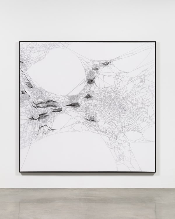 Arachne's handwoven Spider/Web Map of Andrómeda, with a duet of Nephila inaurata - four weeks and ensemble of Cyrtophora citricola - three week, 2021-2022