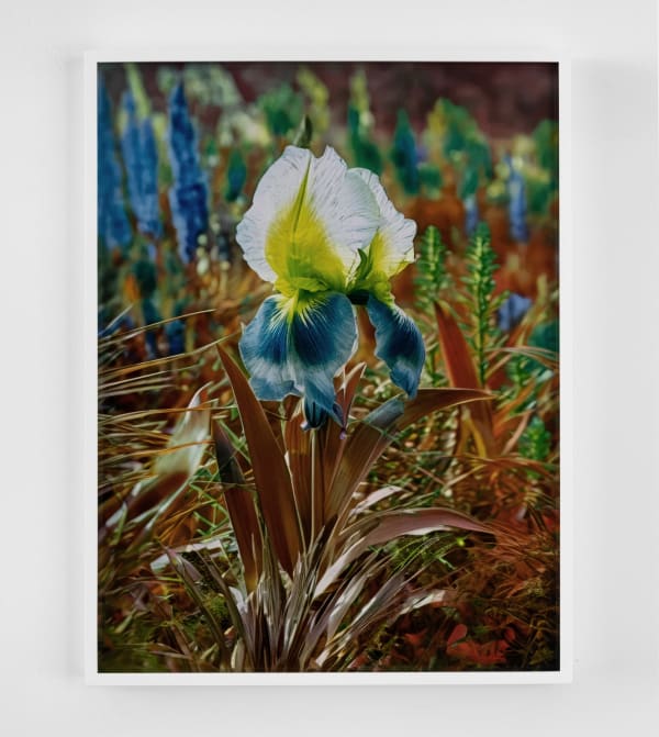 Image of Här Steichen Version IX.