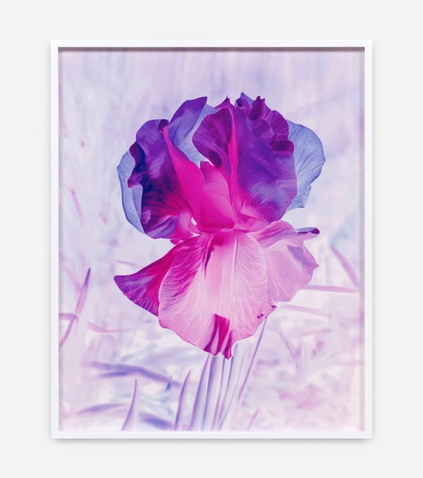 Image of Mme Steichen, Version XI.