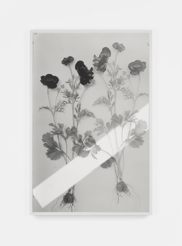Red Ranunculus, 1900/2019 (Version III), 2019