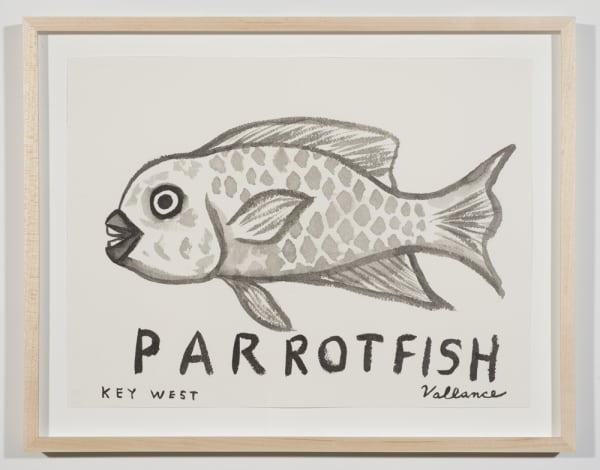 Key West Grinning Parrotfish, 2013