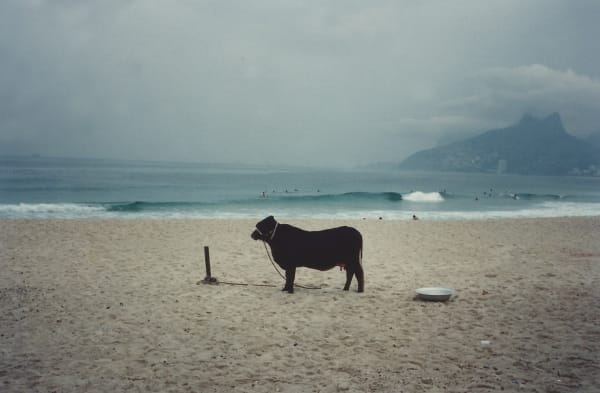 Cow (M=f/ W=f), 1994