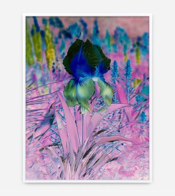 Image of Här Steichen Version IV.