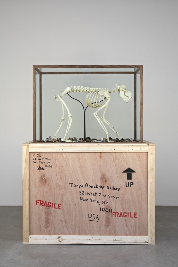 Mandrillus Sphinx, 2012
